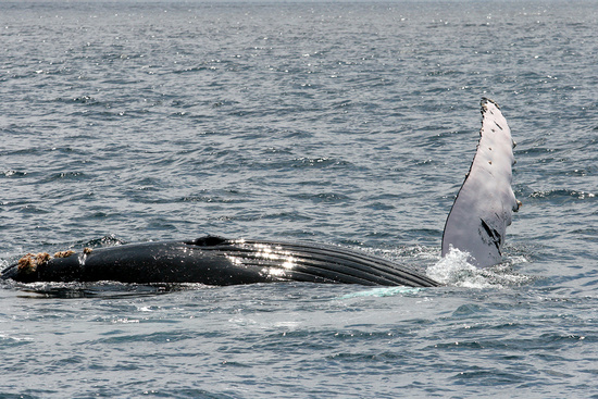 Machalilla National Park Whale Watching Tour Photo